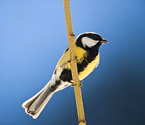Great tit (Parus major) perched on twig, Finland.