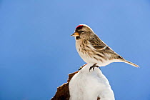Arctic redpoll (Carduelis hornemanni) perched on snowy tree branch, Finland