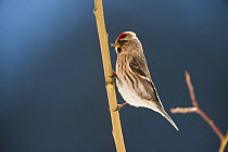 Arctic redpoll (Carduelis hornemanni) perched on twig, Finland