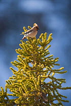 Bohemian waxwing (Bombycilla garrulus) perched on top of a fir tree (Abies sp.) Finland