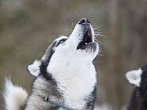 Husky (Canis familiaris) howling, Estonia.
