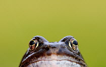 Front-view showing head and eyes of Common frog (Rana temporaria), Broxwater, Cornwall, UK.