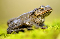 Common european toad (Bufo bufo) on moss, Broxwater, Cornwall, UK.
