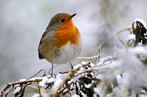 Robin (Erithacus rubecula) perched on branch in snow, Broxwater, Cornwall, UK.