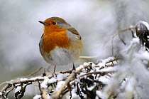Robin (Erithacus rubecula) perched on snowy branch, Broxwater, Cornwall, UK.