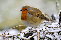 Robin (Erithacus rubecula) perched on snowy branch, Broxwater, Cornwall, UK.
