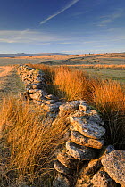 Moorland view with dry stone wall and rushes in warm evening light, near Bellever, Dartmoor, Devon, UK. January 2009.