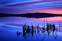 Lower Tamar Lake and silhouetted bulrushes (Typha sp.) under a colourful sunrise, Devon / Cornwall border, UK. December 2008.