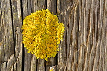Yellow scales lichen (Xanthoria parietina), growing on wooden post, nr Bradworthy, Devon, UK. October
