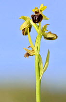 Early spider orchid (Ophrys sphegodes), Durlston Park, nr Swanage, Dorset, UK. April