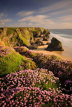 Bedruthan Steps and flowering Sea thrift (Armeria maritima) at evening light, nr Newquay, Cornwall, UK. May 2009.