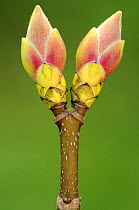 Sycamore (Acer pseudoplatanus) buds in early spring, Cornwall, UK. April