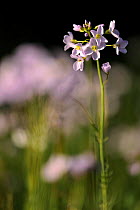 Cuckoo flower / Lady's smock (Cardamine pratensis) Cornwall, UK. April