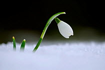 RF- Snowdrop (Galanthus nivalis) flower in snow, north Devon, UK. February. (This image may be licensed either as rights managed or royalty free.)