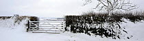 Panoramic view of a hedge and field gate after snowfall, near Bradworthy, Devon, UK. February 2009.