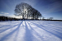 Silhouetted trees and long blue shadows falling on fresh snow, near Bradworthy, north Devon, UK. February 2009.
