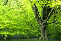 Ancient Beech woodland with Bluebells (Endymion nonscriptus) flowering, spring, Cornwall, UK. May 2009.
