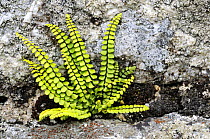 Maidenhair spleenwort (Asplenium trichomanes), growing on old wall, Cornwall, UK. May