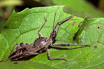 Assassin bug / Wheel bug (Arilus cristatus). It gets its name from a structure on its thorax which resembles a gear or saw blade. The wheel bug is notorious for its painful bite, but it only bites by...