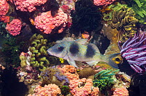 Two-barred goatfish (Parupeneus bifasciatus) at rest amongst corals and Featherstars. Rinca, Indonesia.