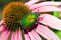 June bug / Green June beetle (Cotinis nitida), on Echinaecea (Echinacea sp.), a plant with immune system boosting properties, Tennessee, USA.
