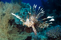 Lionfish (Pterois volitans), Egypt, Red Sea.