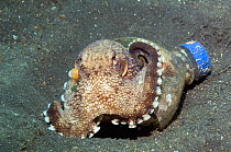 Veined octopus (Octopus marginatus). This octopus can bury in sand or mud but frequently hides in large shells or pieces of discarded coconut shells, or as in this case, discarded bottles. When it is...