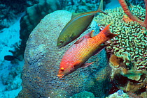 Spanish hogfish (Bodianus rufus) followed by a Bar jack (Caranx ruber). Bonaire, Netherlands Antilles, Caribbean.
