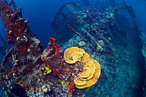 The wreck "Kasi Maru" is a Japanese merchant ship sunk in fifty feet of water off Munda in Ironbottom Sound during a World War II bombing raid July 1943. It is overgrown with corals. Solomon Islands.