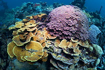 Corals adorn the wreck of the "Kasi Maru", a Japanese merchant ship sunk in fifty feet of water off Munda in Ironbottom Sound during a World War II bombing raid July 1943. Solomon Islands.