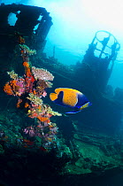 Blue-girdled angelfish (Pomacanthus navarchus) on the wreck "Kasi Maru", a Japanese merchant ship sunk in fifty feet of water off Munda in Ironbottom Sound during a World War II bombing raid July 1943...