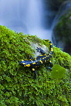 European fire salamander {Salamandra salamandra} Alcornocales NP, Cadiz, Andalucia, Spain