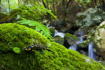 European fire salamander {Salamandra salamandra} in habitat beside stream, Alcornocales NP, Cadiz, Andalucia, Spain