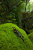 European fire salamander {Salamandra salamandra} in habitat, Alcornocales NP, Cadiz, Andalucia, Spain