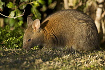 Red necked pademelon / Pademelon wallaby (Thylogale thetis) grazing, Queensland, Australia