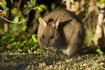 Red necked pademelon / Pademelon wallaby  (Thylogale thetis) portrait, Queensland, Australia