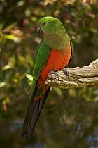 Australian king parrot (Alisterus scapularis) female perched, sub-tropical rainforest, Lamington National Park, Queensland, Australia
