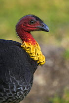 Australian brush turkey (Alectura lathami) portrait, Queensland, Australia