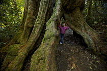 Jessica Laman (4 years) looking at the hollow base of a giant rainforest tree, Lamington National Park, Queensland, Australia. Model released August 2008