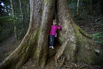 Jessica Laman (4 years) peering out from inside the hollow base of a giant rainforest tree, Queensland, Australia. Model released August 2008