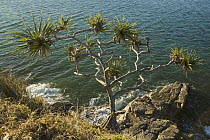 Pandanus tree (Pandanus sp) grownig out of cliffs, Tea Tree Bay, Noosa National Park, Queensland, Australia