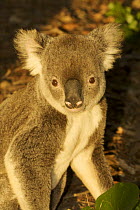 Koala (Phascolarctos cinereus) portrait, Noosa National Park, Queensland, Australia