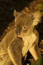 Koala (Phascolarctos cinereus) portrait, Noosa National Park, Queensland, Australia