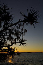 Pandanus tree (Pandanus sp) silhouettte on the coast at sunset, Noosa National Park, Queensland, Australia