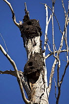 Kookaburra (Dacelo sp) nest holes in termite nests high in a dead tree, Queensland, Australia