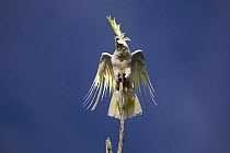 Sulphur crested cockatoo (Cacatua galerita) calling and displaying with crest and wings extended, Queensland, Australia