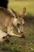 Female Eastern grey kangaroo (Macropus giganteus) eating Cycad fruit, with joey looking out of pouch, Carnarvon National Park, Queensland, Australia