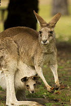 Female Eastern grey kangaroo (Macropus giganteus) eating Cycad fruit, with joey looking out of pouch, Carnarvon National Park, Queensland, Australia
