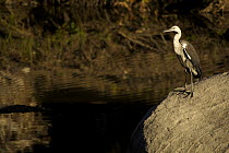 White necked / Pacific heron (Ardea pacifica) standing on rock by Carnarvon Creek, Carnarvon Gorge, Carnavon National Park, Queensland, Australia