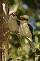 Two Laughing kookaburras (Dacelo novaeguineae) sitting on a branch, one 'laughing', Queensland, Australia